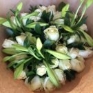 WHite-bunch.jpeg